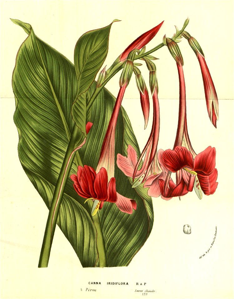 Flore des serres v13 129a