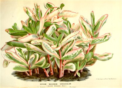 Flore des serres v16 111a
