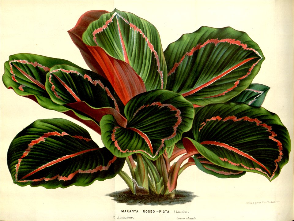 Flore des serres v16 127a