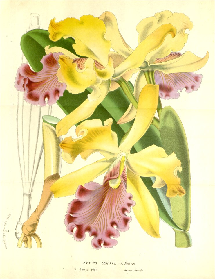 Flore des serres v16 185a