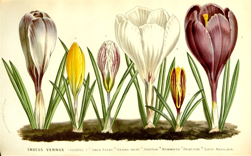 Flore des serres v16 135a