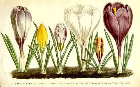 Flore des serres v16 135a