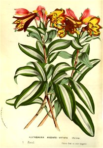 Flore des serres v14 079a