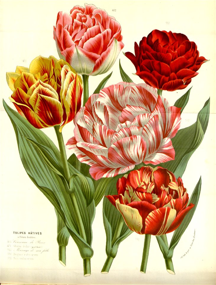 Flore des serres v16 143a