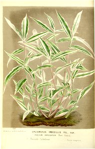 Flore des serres v17 005a