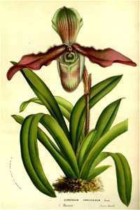 Flore des serres v14 097a