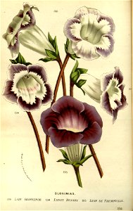 Flore des serres v14 113a
