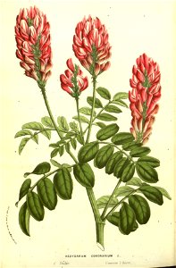 Flore des serres v13 169a