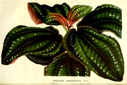 Flore des serres v16 165a