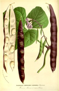 Flore des serres v17 023a