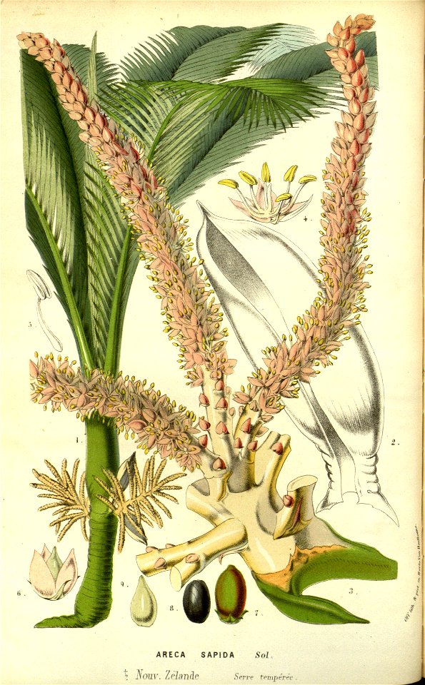 Flore des serres v14 121a
