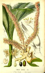 Flore des serres v14 121a