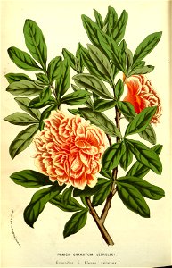 Flore des serres v13 175a