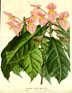 Flore des serres v16 173a