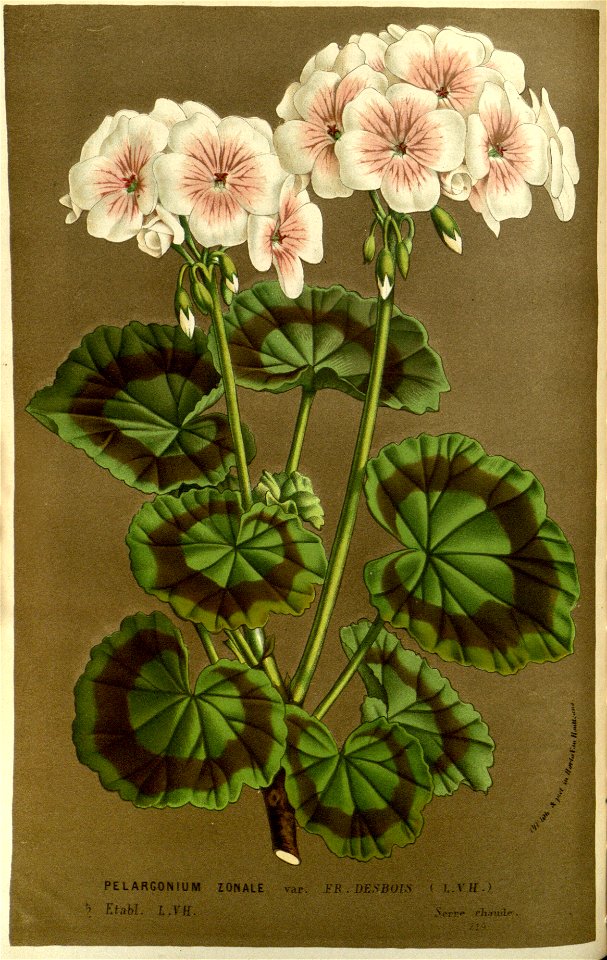 Flore des serres v14 137a