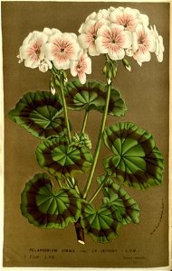 Flore des serres v14 137a