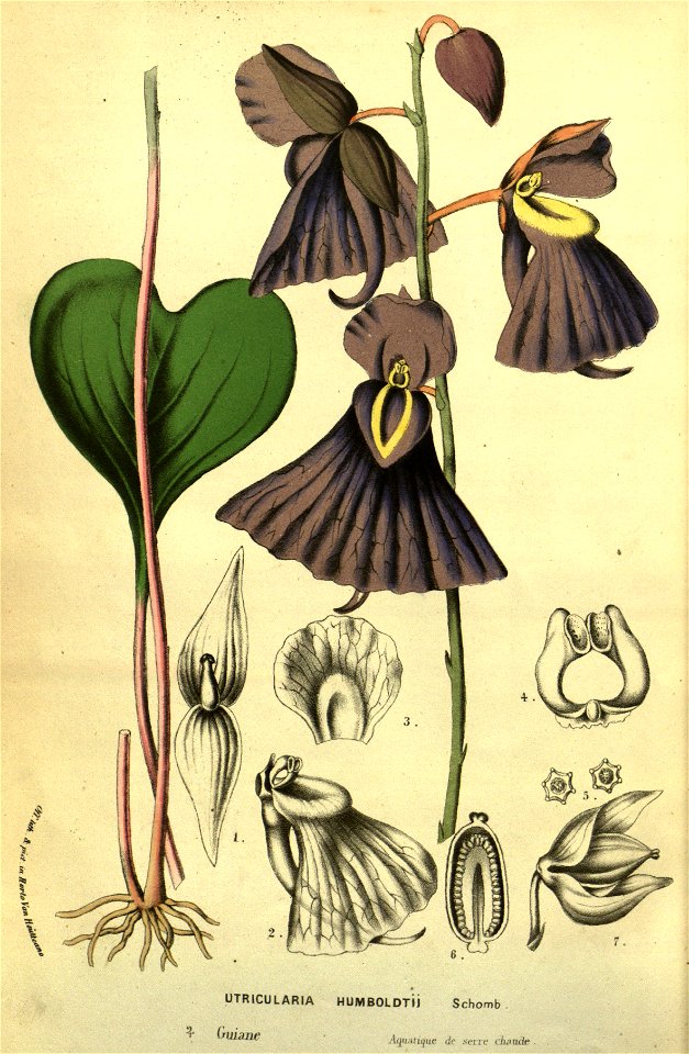 Flore des serres v13 183a