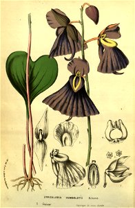 Flore des serres v13 183a