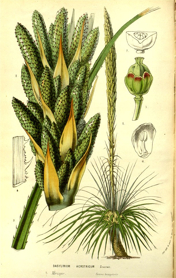 Flore des serres v14 145a