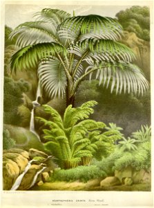 Flore des serres v16 181a