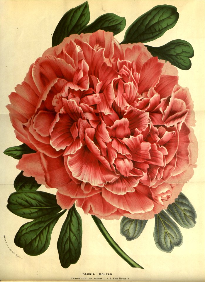 Flore des serres v14 001a