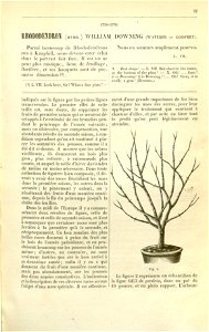 Flore des serres v17 037