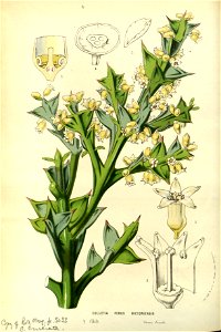 Flore des serres v14 157a