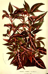 Flore des serres v17 041a