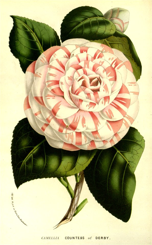 Flore des serres v14 167a