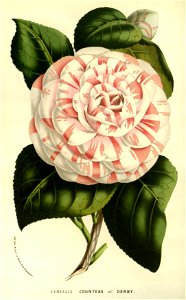 Flore des serres v14 167a