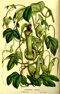 Flore des serres v14 021a