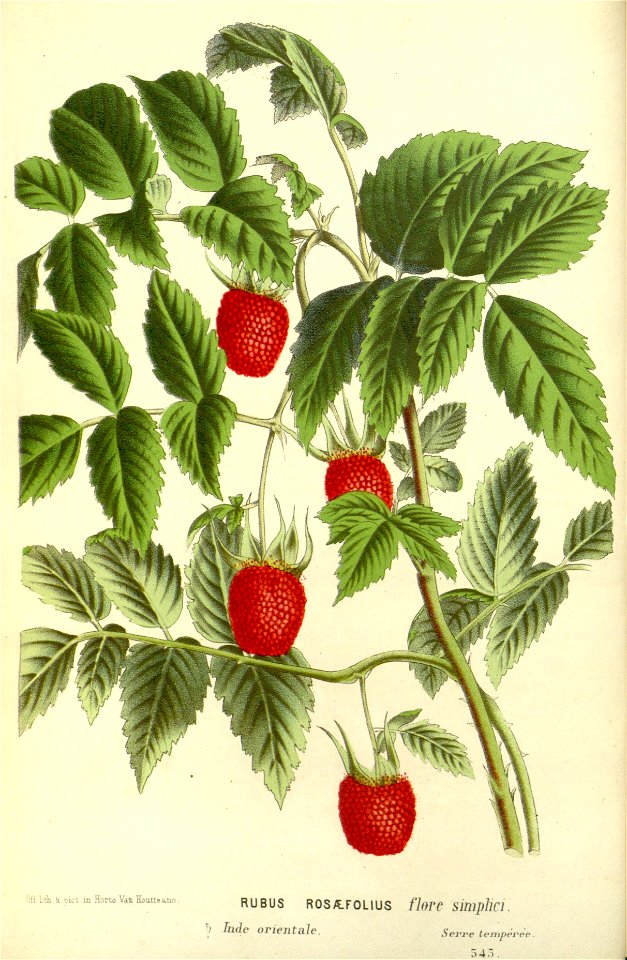 Flore des serres v17 003a