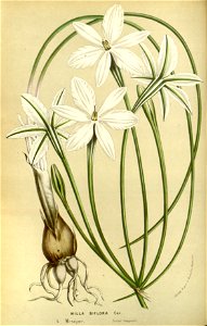 Flore des serres v14 179a
