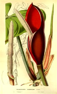 Flore des serres v14 039a