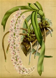 Flore des serres v14 191a