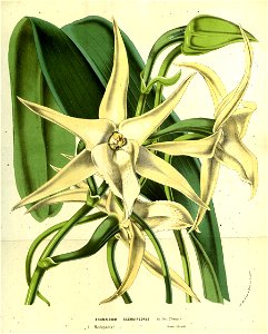 Flore des serres v14 049a