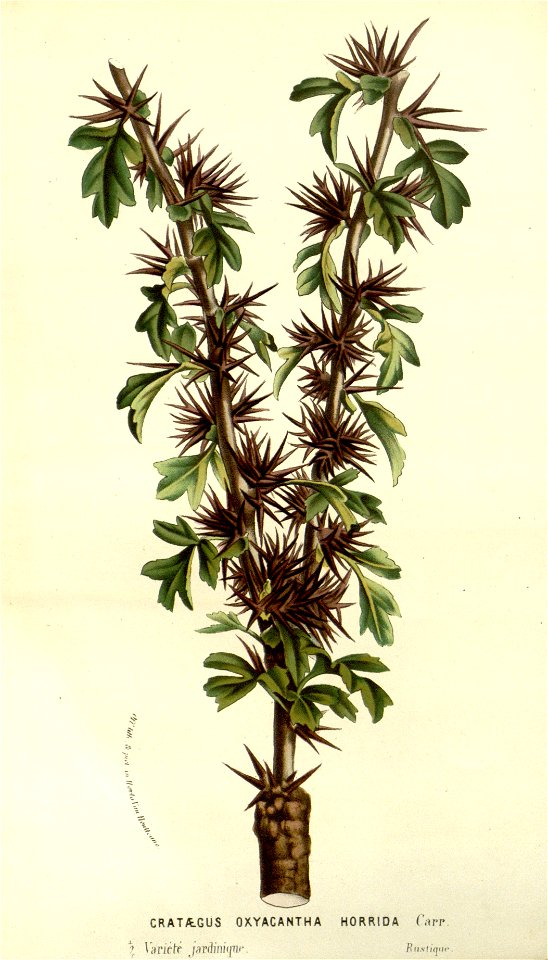 Flore des serres v14 201a
