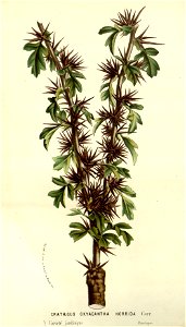 Flore des serres v14 201a
