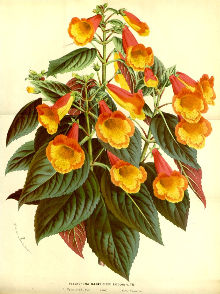 Flore des serres v17 073a