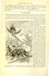 Flore des serres v17 026