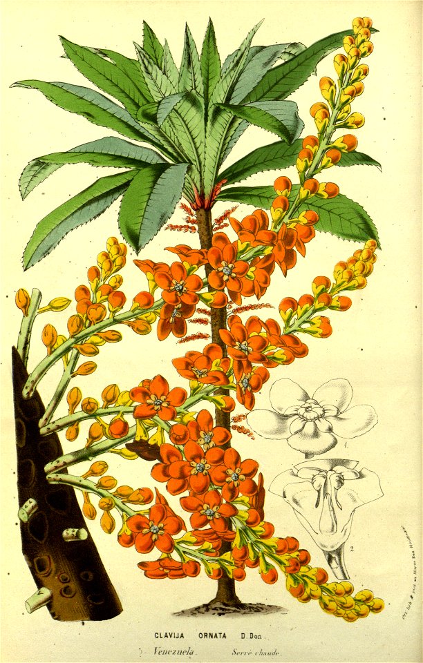 Flore des serres v14 061a