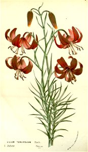 Flore des serres v14 213a