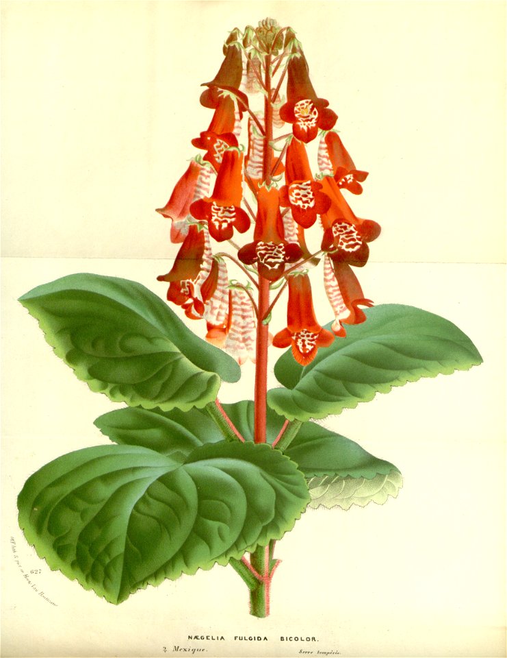 Flore des serres v17 077a