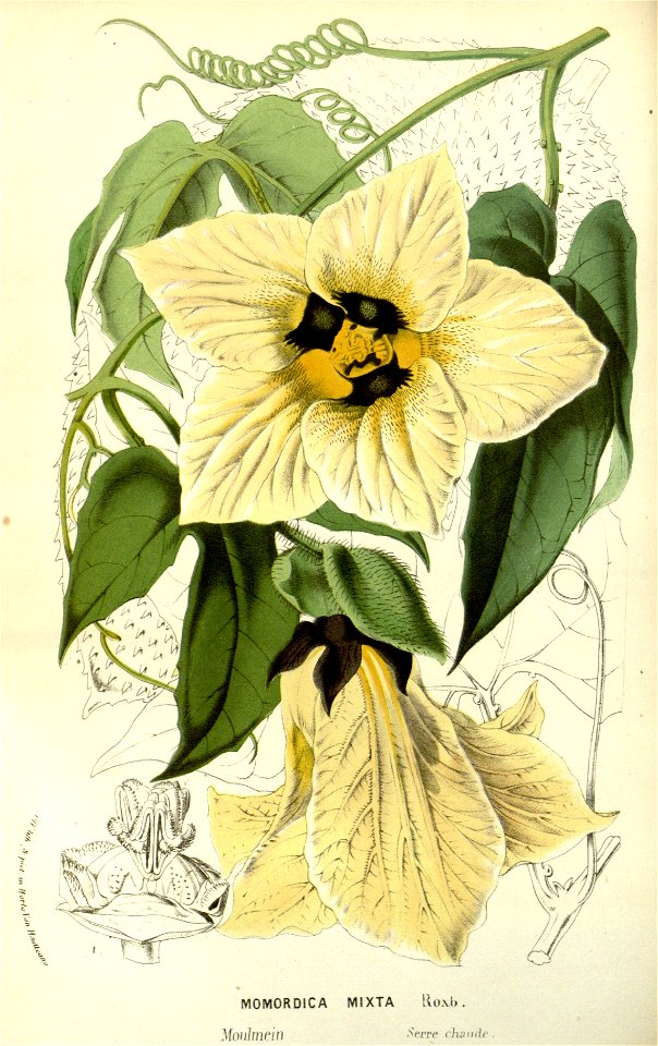 Flore des serres v14 227a