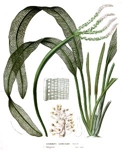 Flore des serres v14 073a