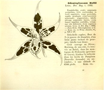 Flore des serres v17 081