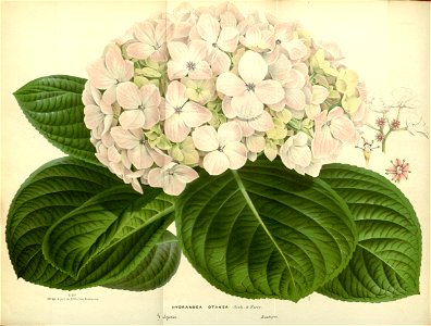Flore des serres v17 035a