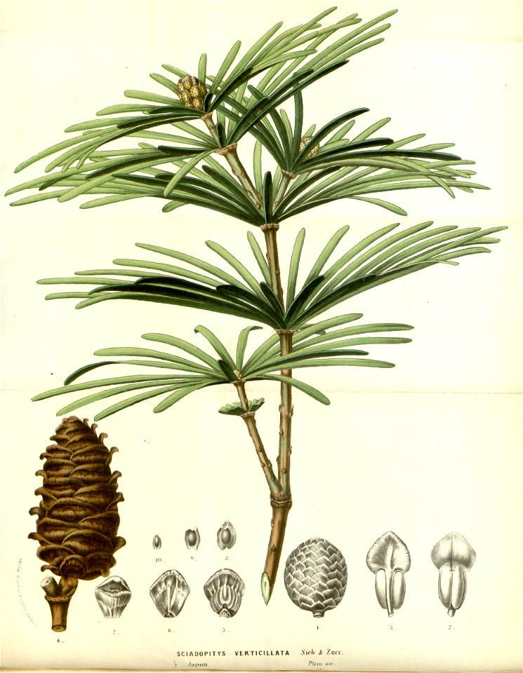 Flore des serres v14 249a