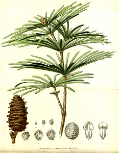Flore des serres v14 249a