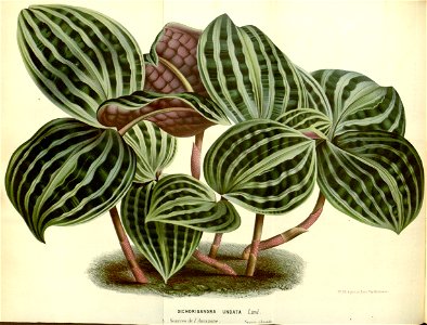 Flore des serres v17 087a